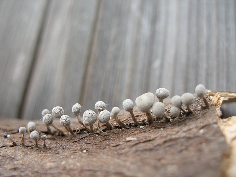 2008   Atelier myxo   Asco   Phleogena faginea 002